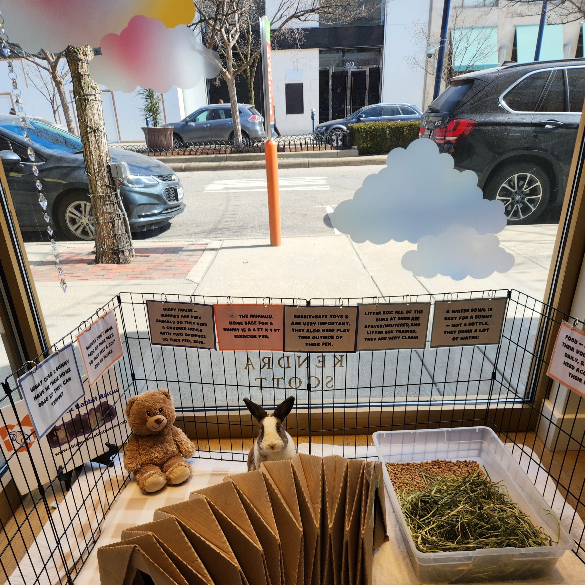Ohio House Rabbit Rescue | Worthington OH