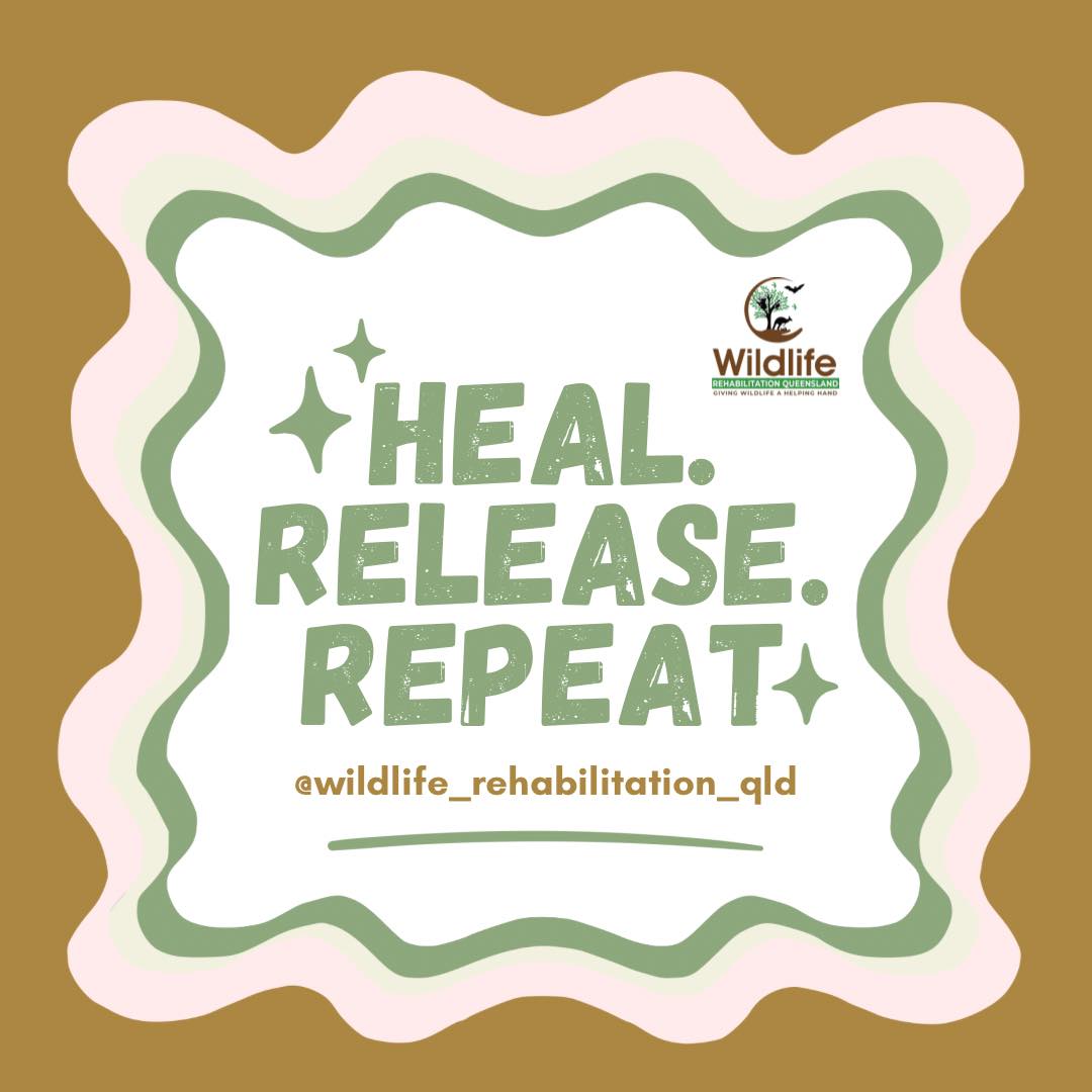 Wildlife Rehabilitation Qld