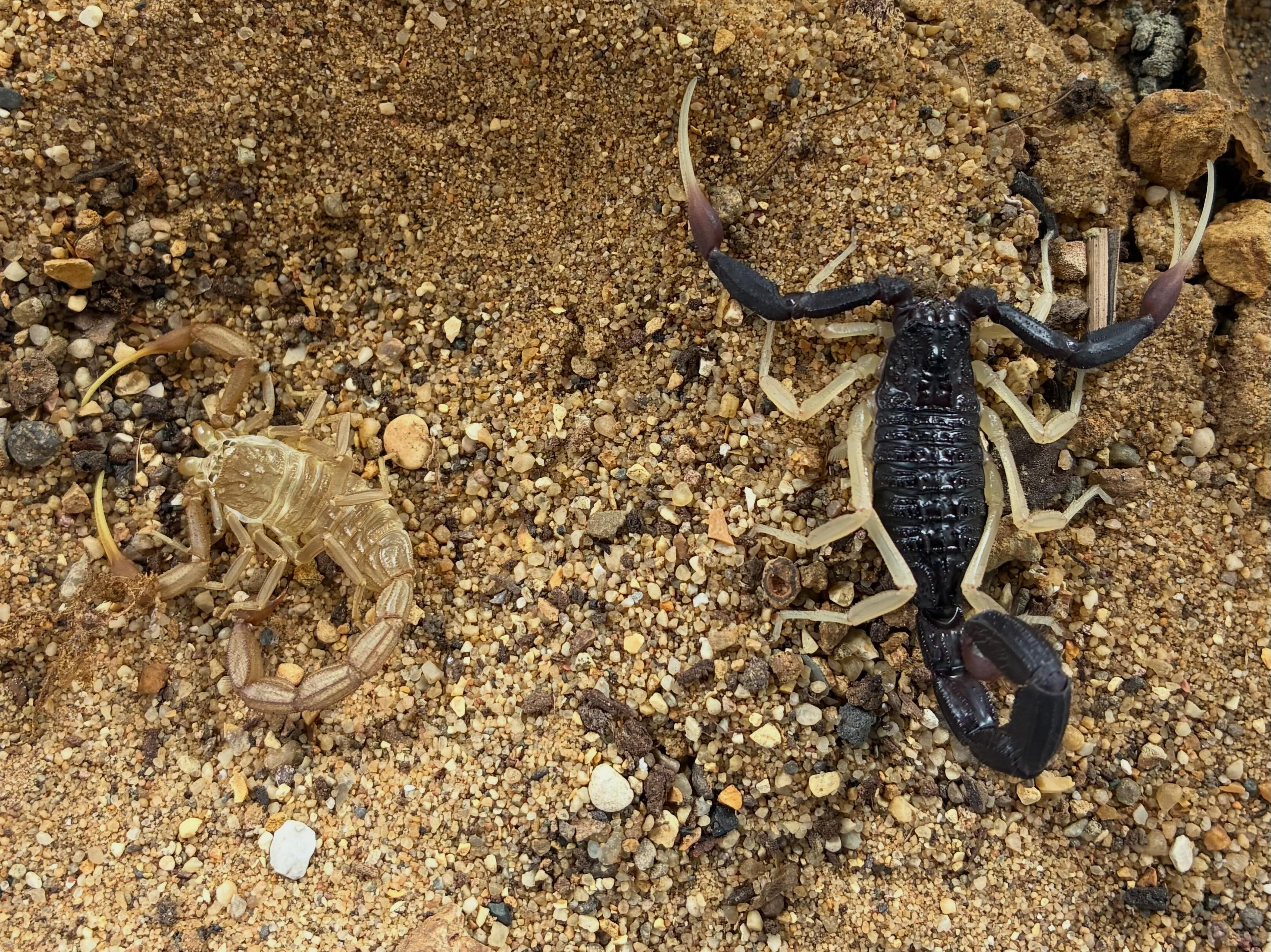 Hottentotta franzwerneri scorpion with offspring