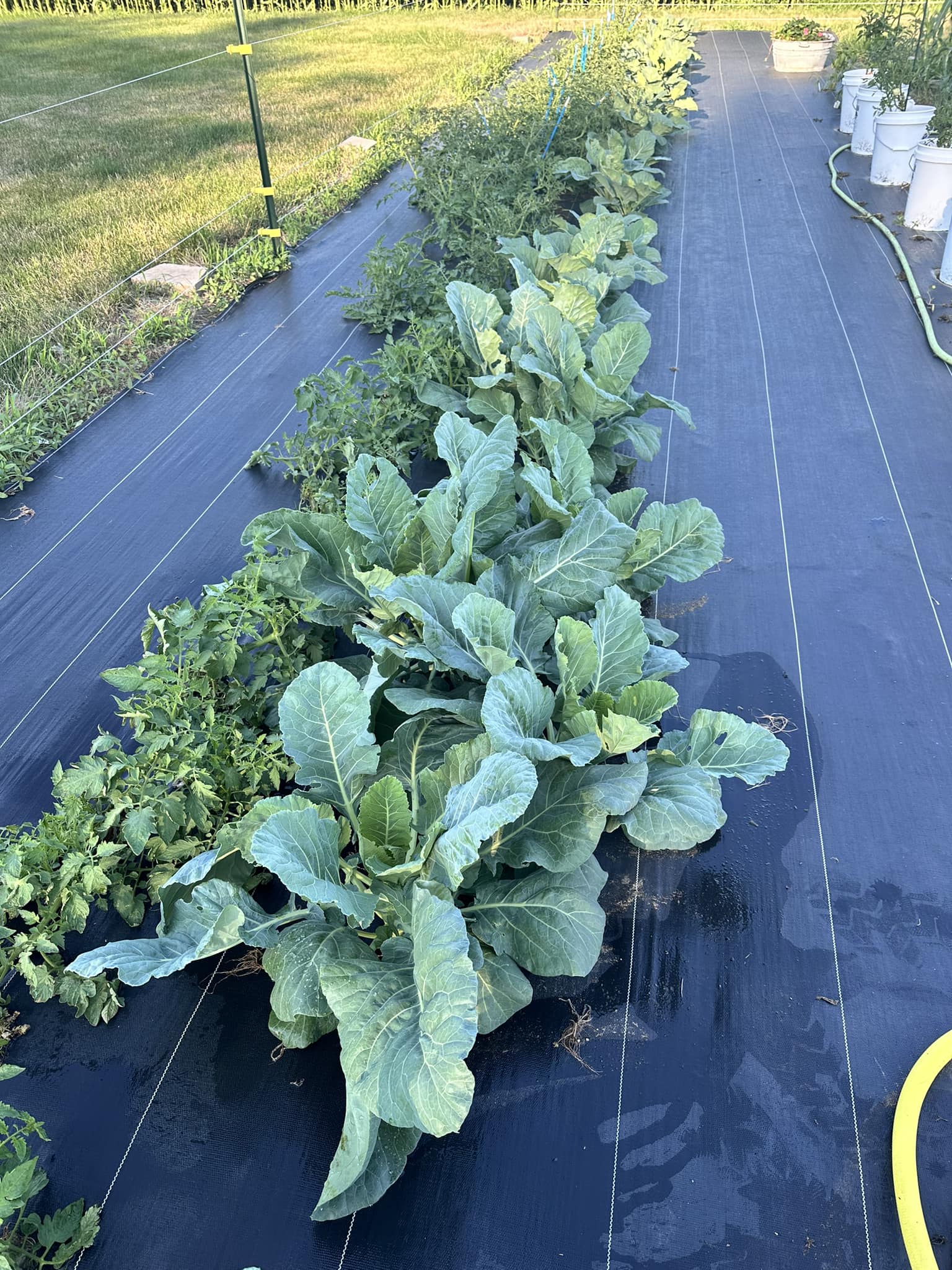 How to sell Top Bunch Collard Greens at markets?