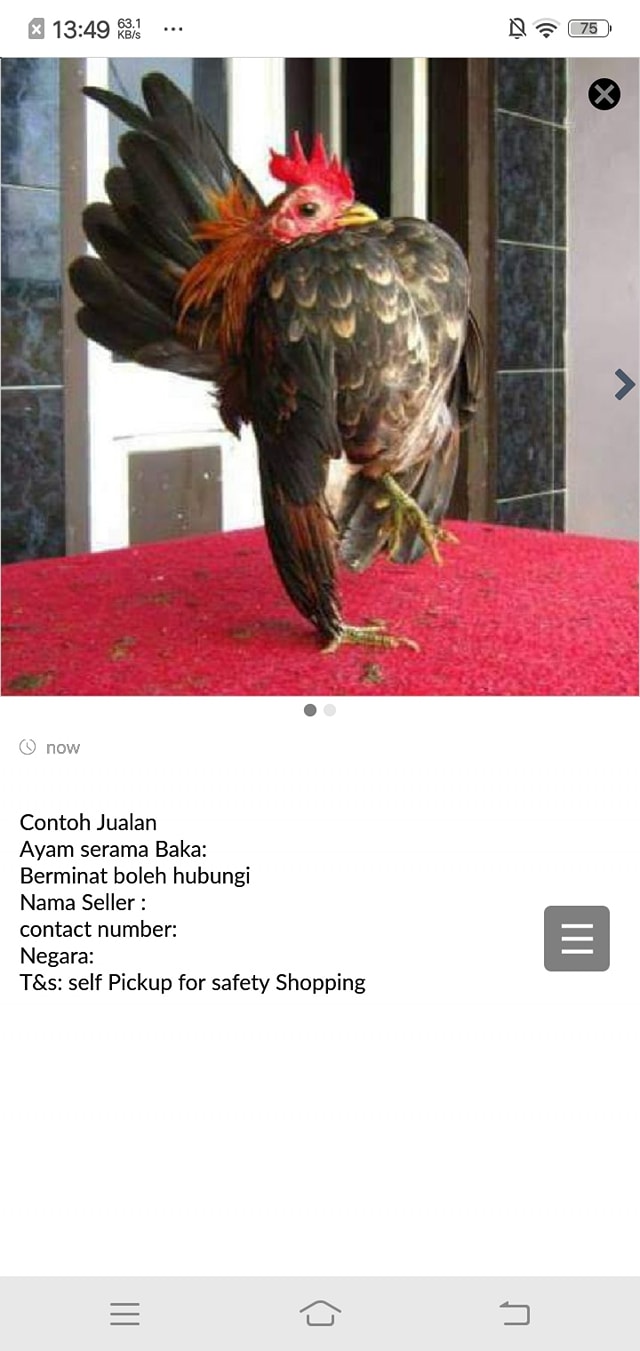 Ayam Serama Malaysia Indonesia Thailand Photos Facebook