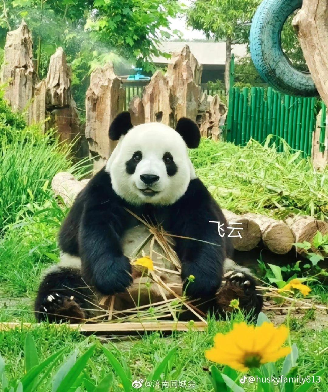 Những chiếc panda đáng yêu | Ho Chi Minh City