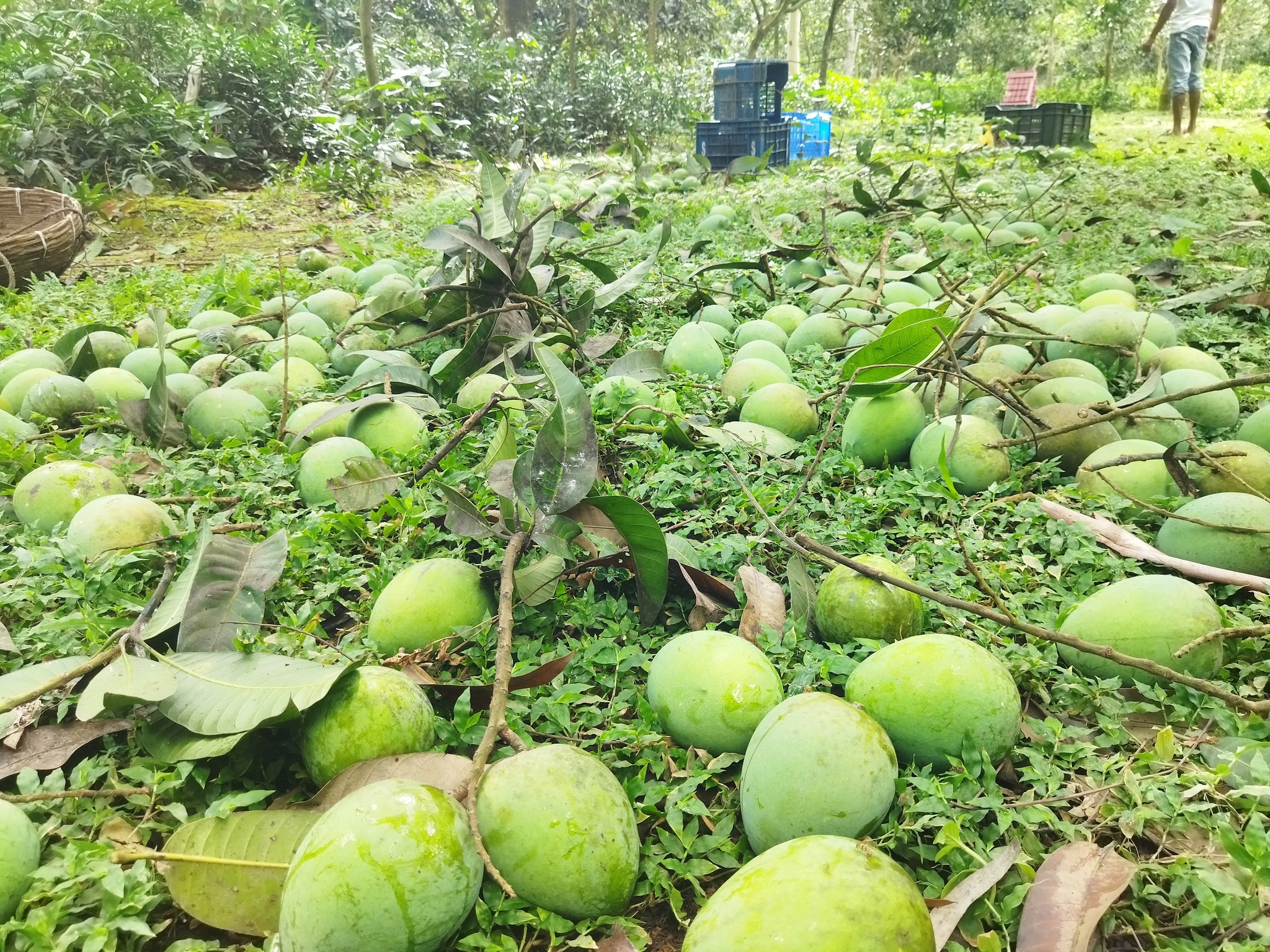 রংপুরের হাঁড়িভাঙা আম | Rangpur