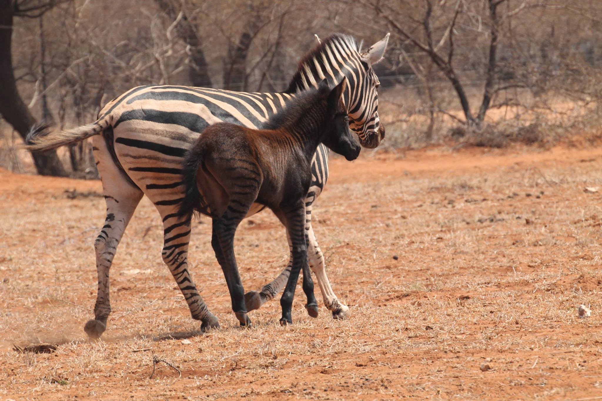 Azar se eersteling is gebore. Dis... - Baobab FARM Cottages