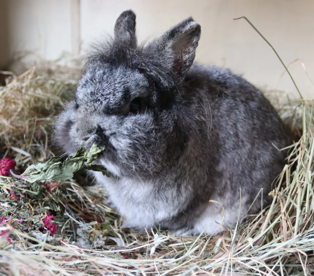 Burrowed Hearts Animal Rescue - Meet Marble 🐰 he's one of the family of ...