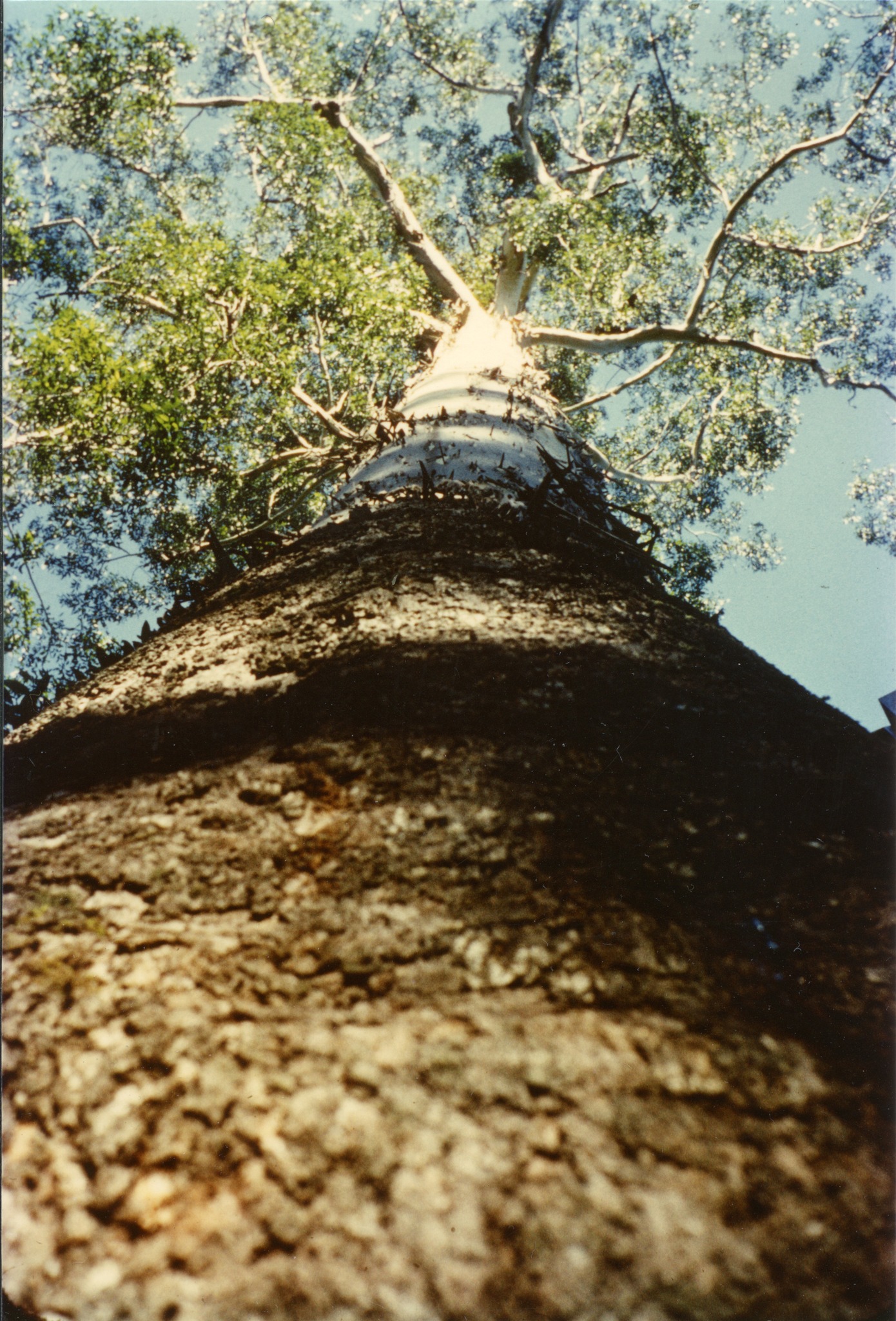 Coffs - Where's this Wednesday? . . . . . . . . . . 📍The Vincent Tree ...