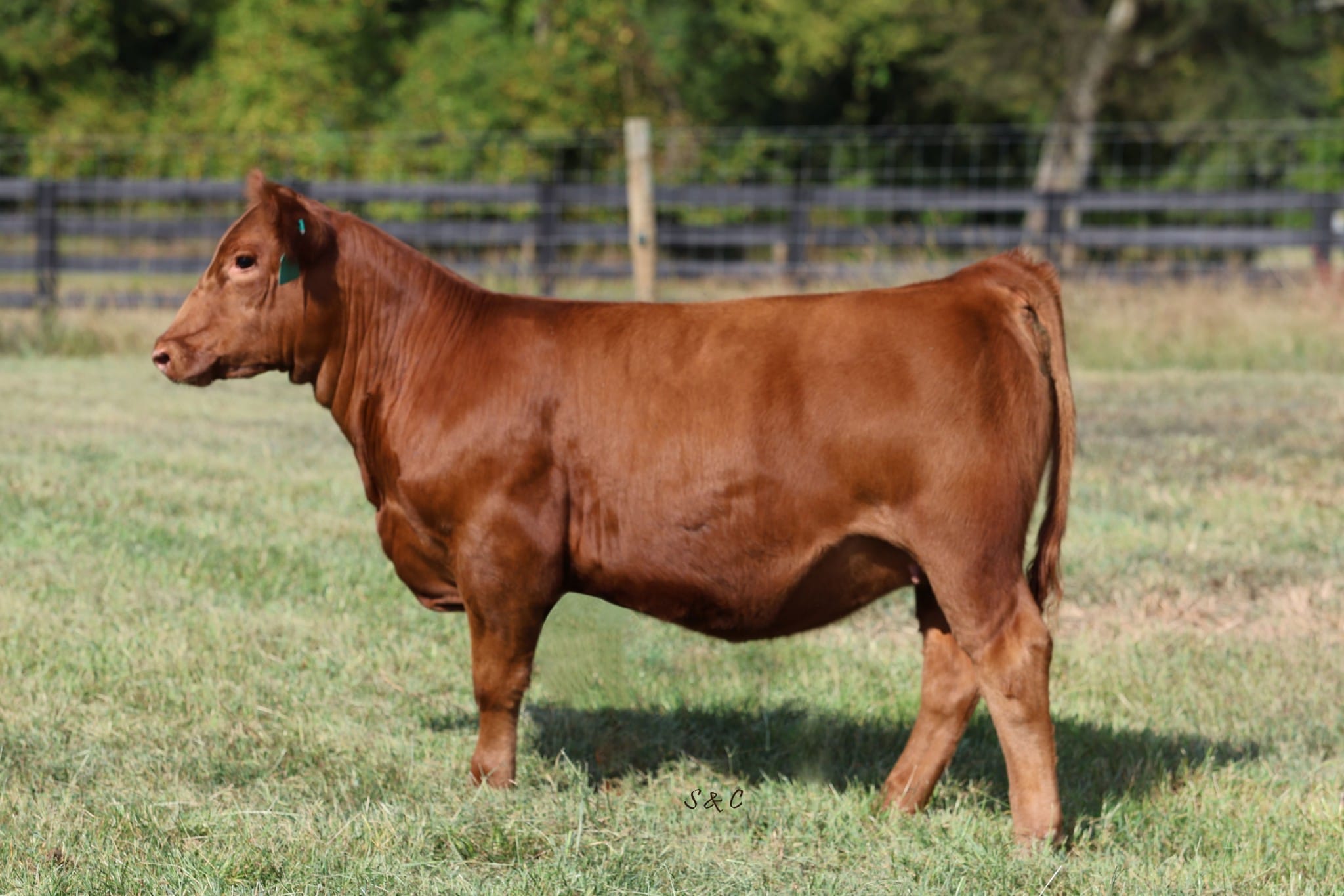 C & C Farms Simmental Cattle