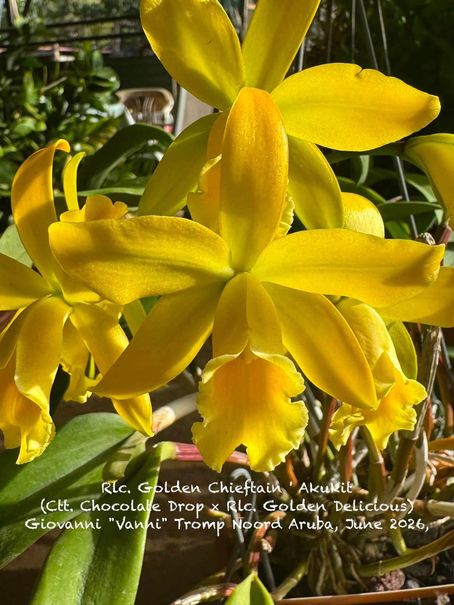 Rlc. Golden Chieftain 'Akukii' orchid