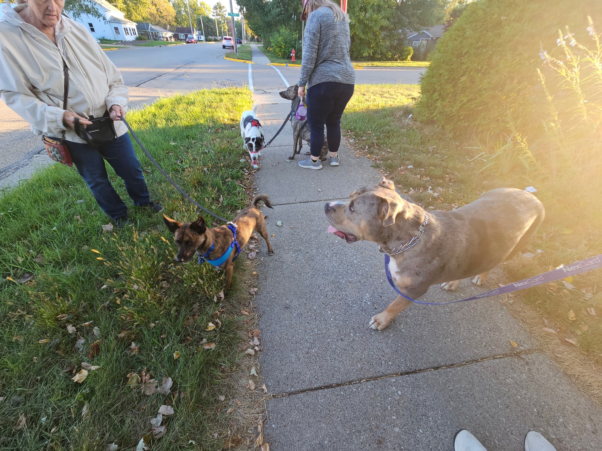 Ruff Pups | Reedsburg WI