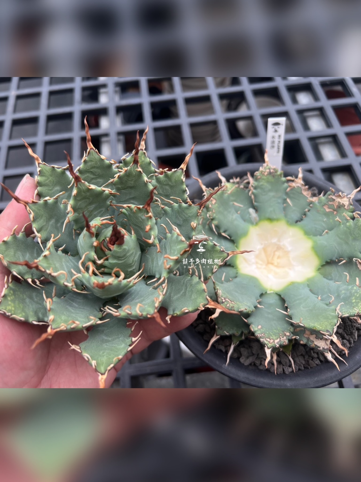 Hybrid Agave 『邪靈』 🥀 我很喜歡怪力亂神這個詞裡蘊藏著的生命力那