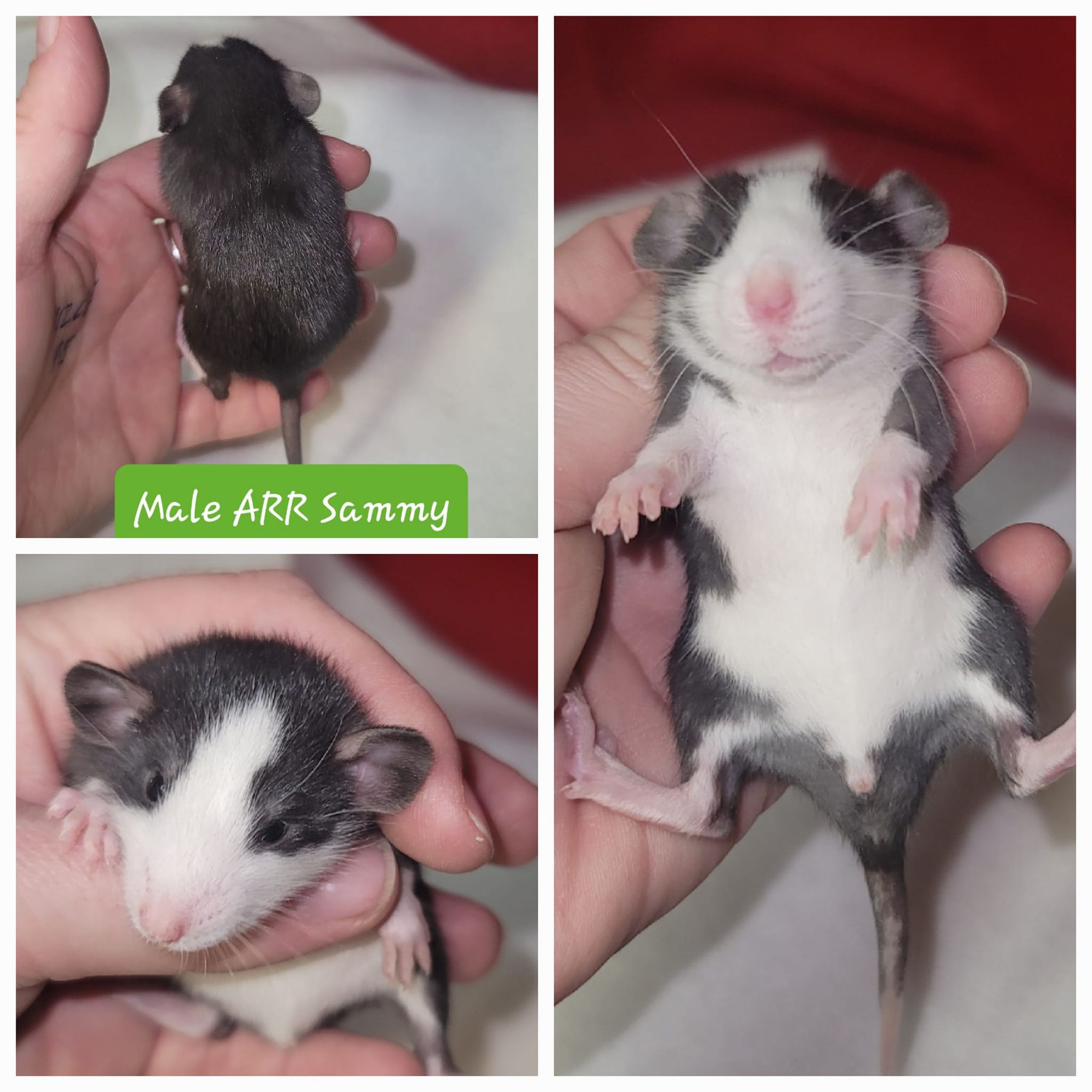 Alley Rats Rattery - ARR