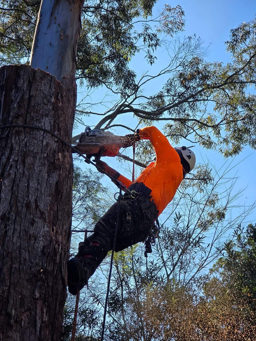 Bolans Residential & Strata Tree Services | Mount Kuring-Gai NSW