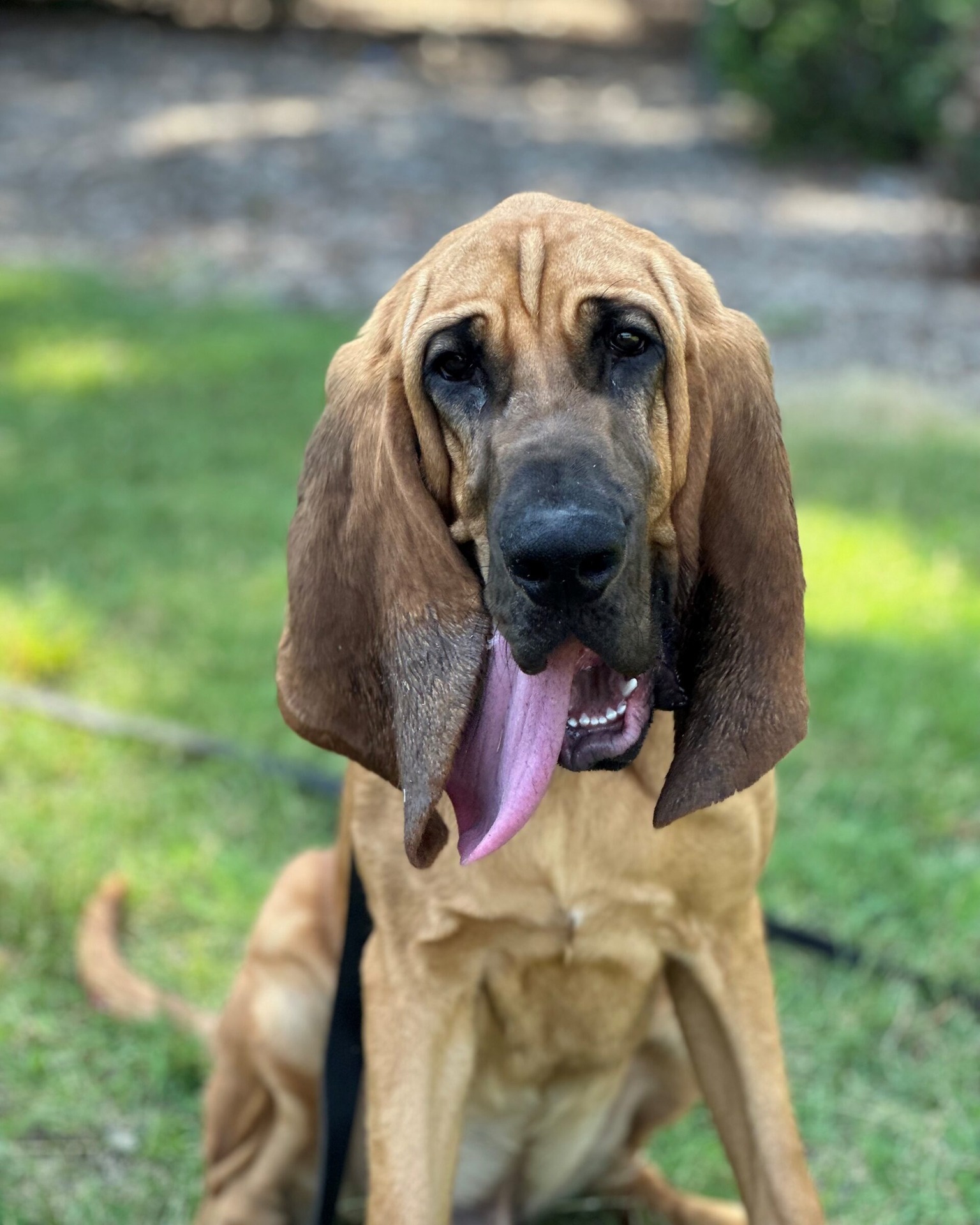 It's that pawsome time of the year - The Hero Dog Awards and an 18