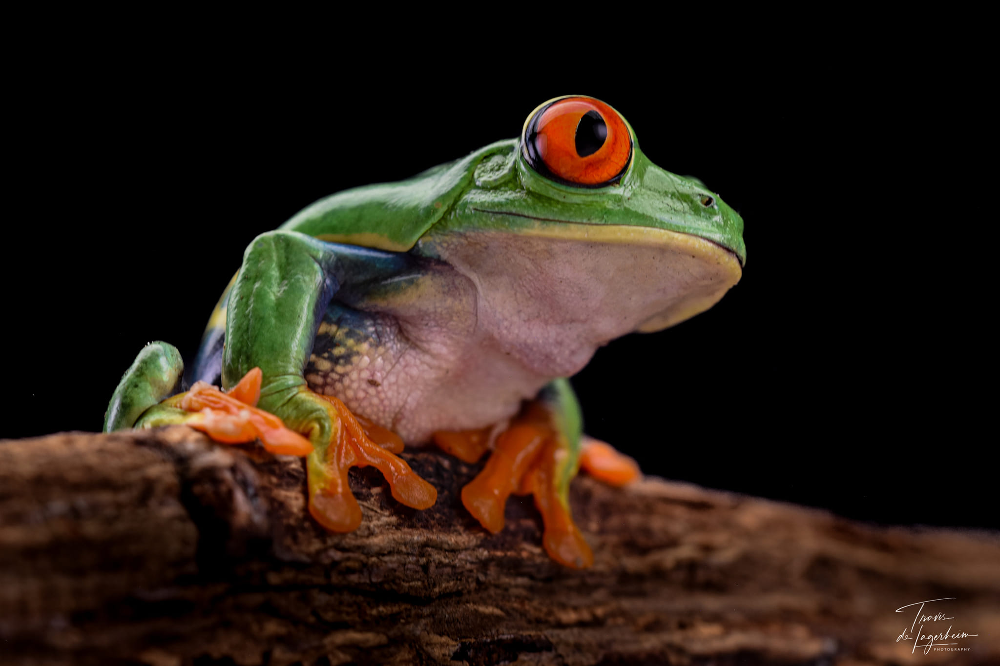 Travis deLagerheim Photography - Red eyed tree frog : Agalychnis ...