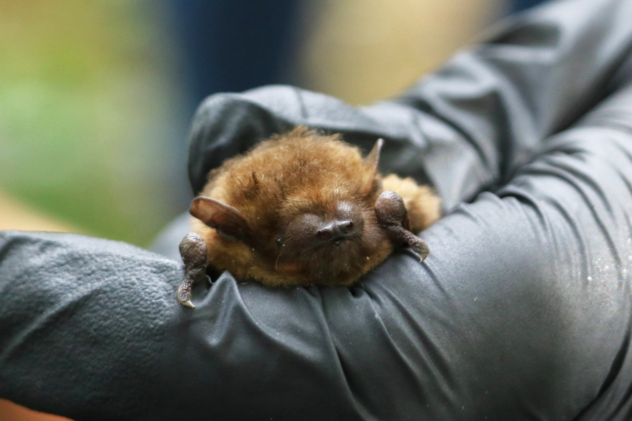 Wiltshire - 🦇 Bat species across the UK play a vital role in our ...