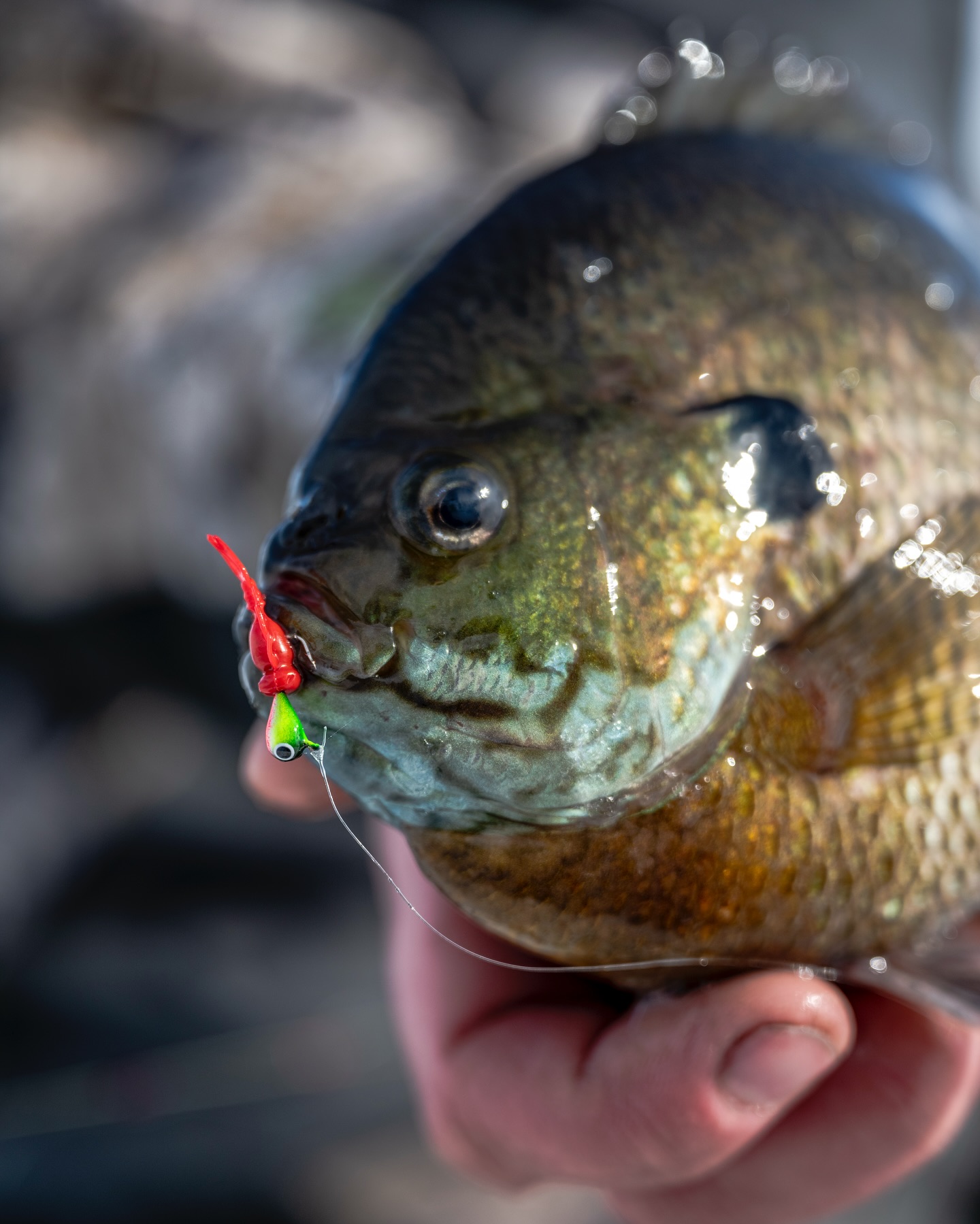 cortland fly rod and reel combo Guide Series Outfit Color:Green Pumpkin Bluegill fighting fish AV-8000 Smallest Miniature Huck Finn