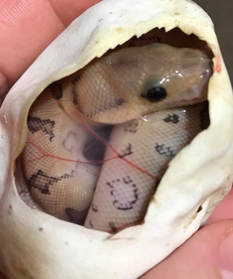 Mammoth Ball Pythons | Jacksonville FL