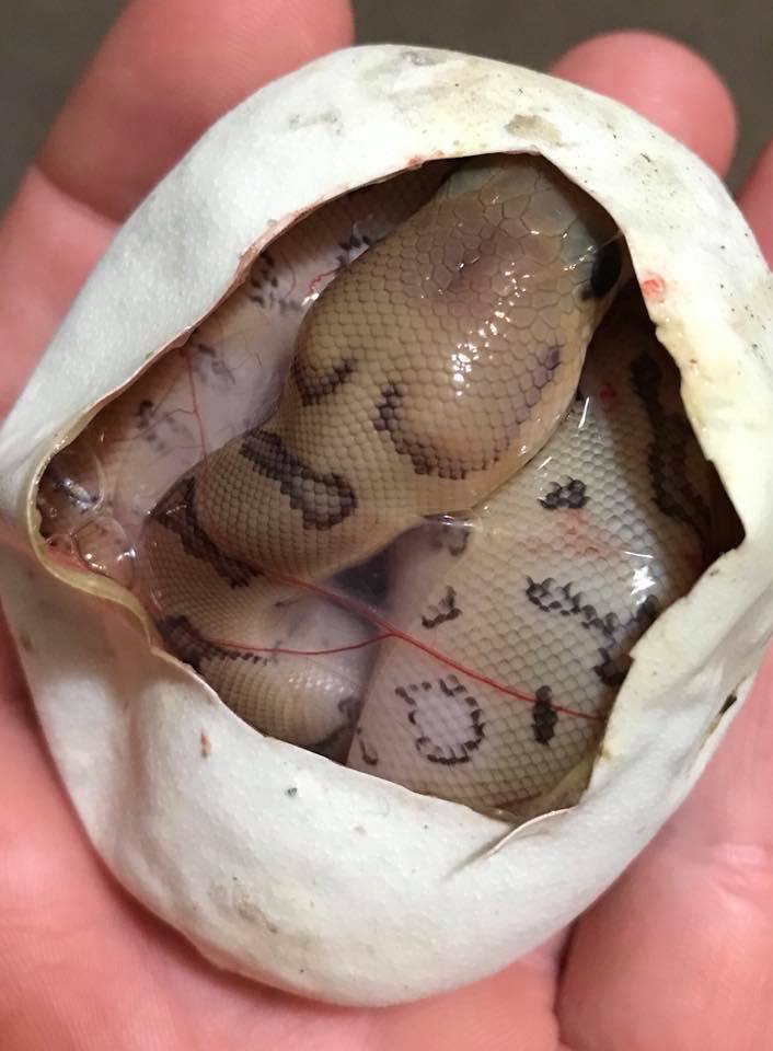 Mammoth Ball Pythons | Jacksonville FL