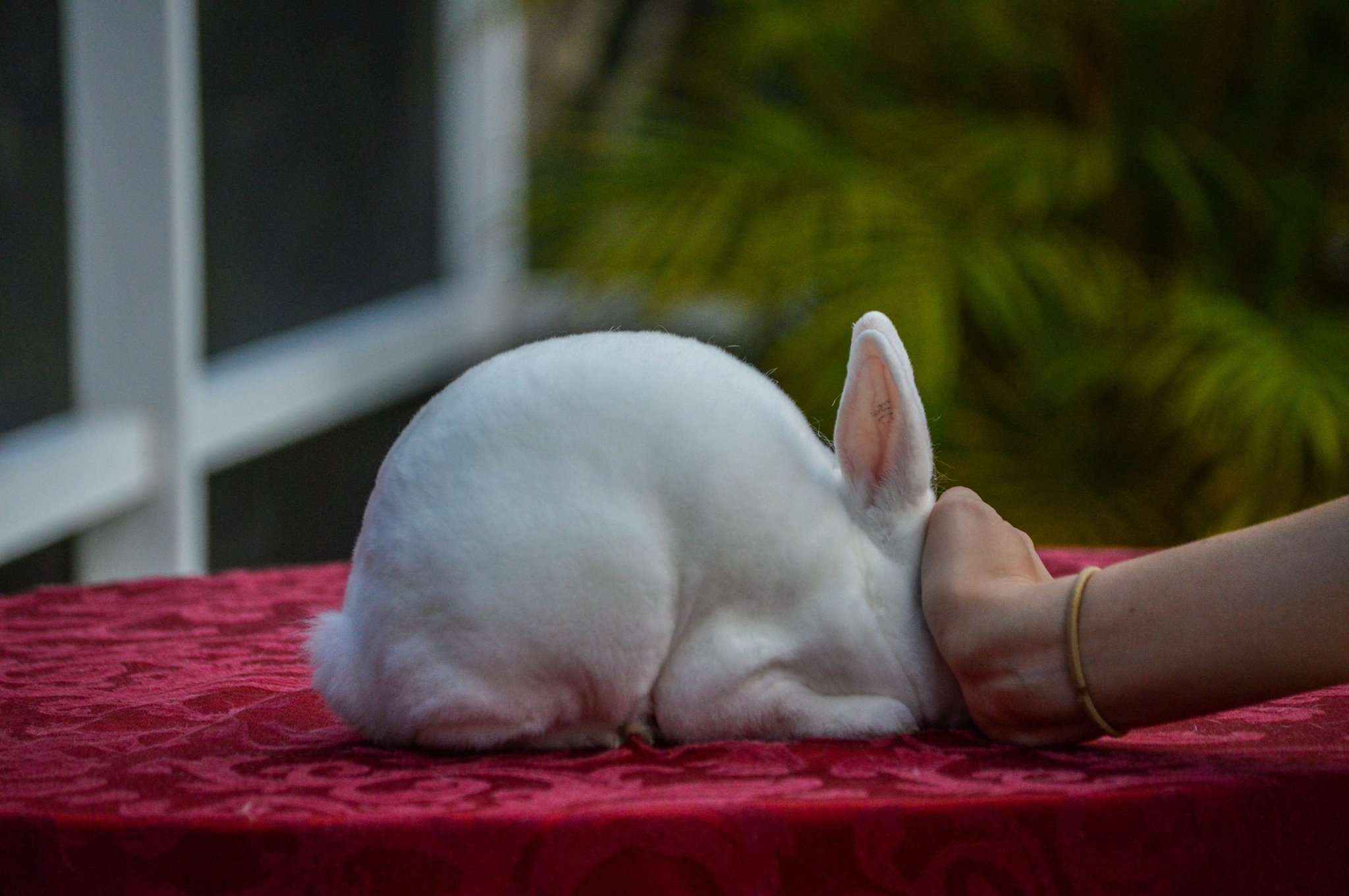 For Sale: Snapshot's Pumped Up Kicks -... - Snapshot Rabbitry | Facebook
