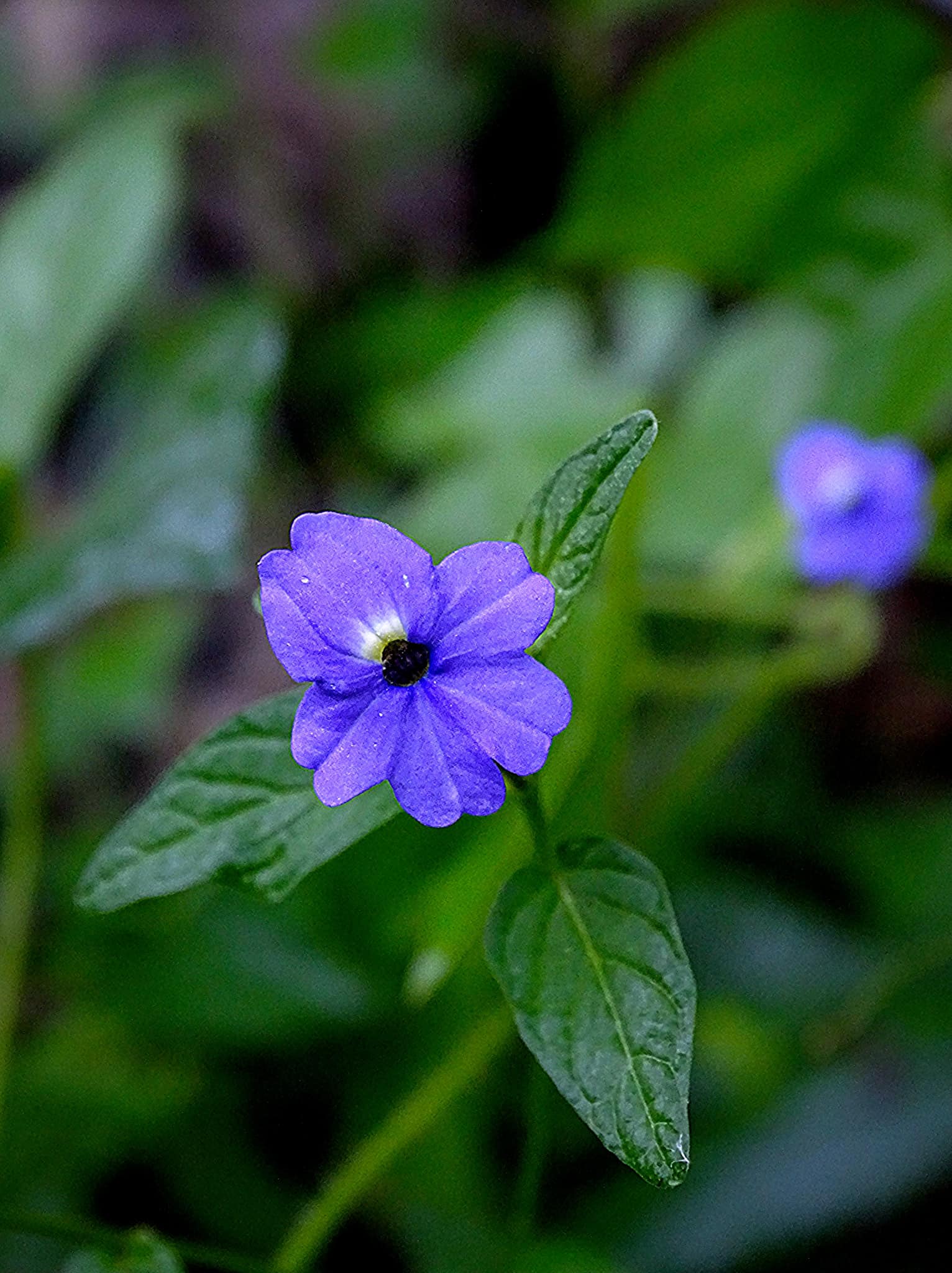 Duvancho - Browallia americana, conocida comúnmente como botanera de ...