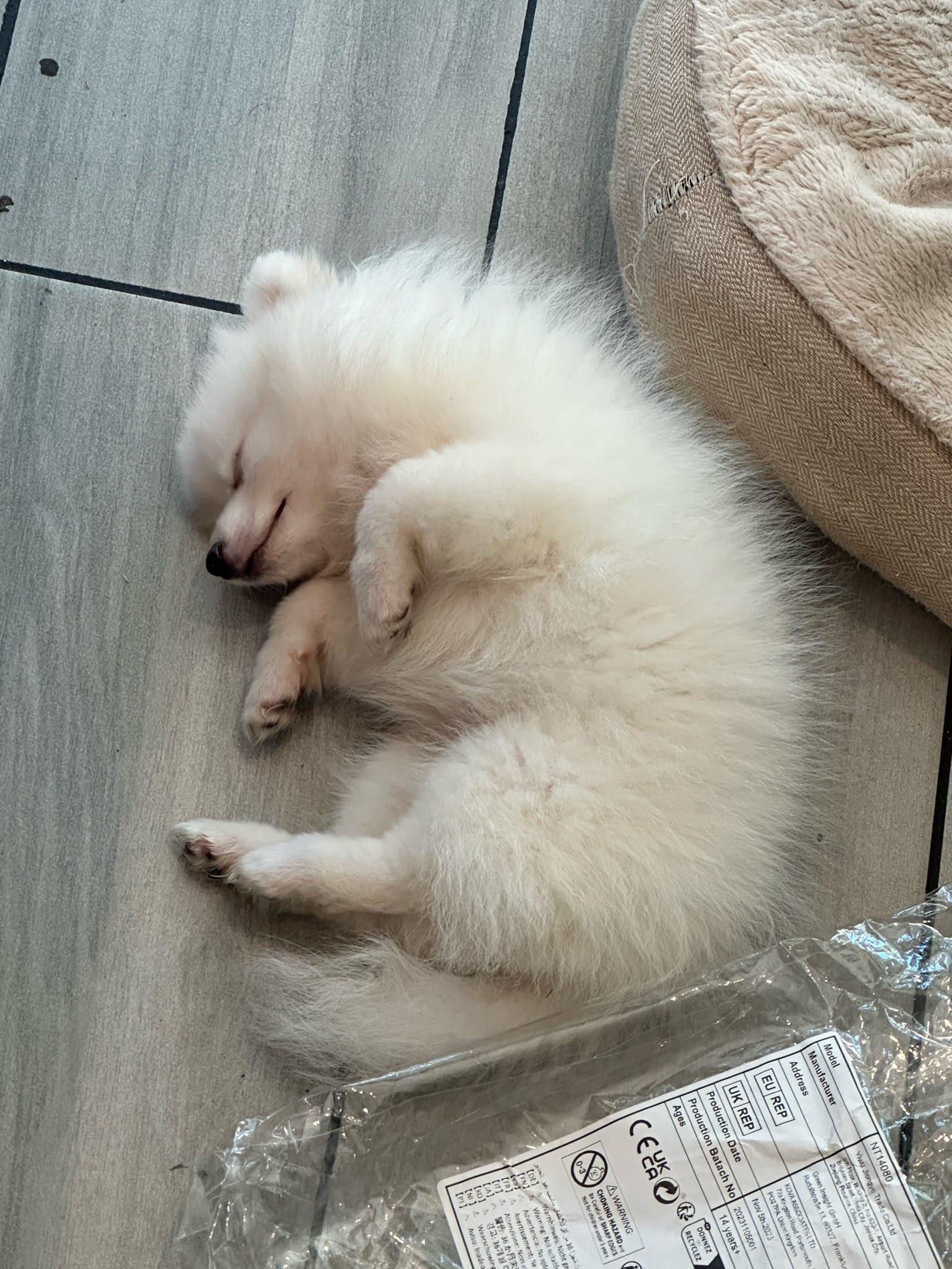 Orange County Pomeranian puppies | Anaheim CA