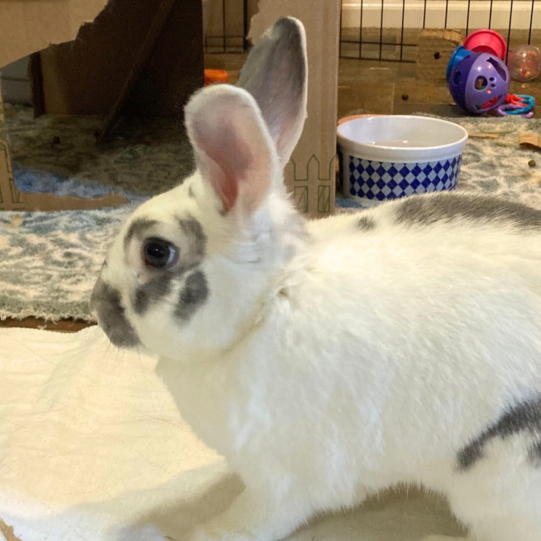 Ohio House Rabbit Rescue | Worthington OH