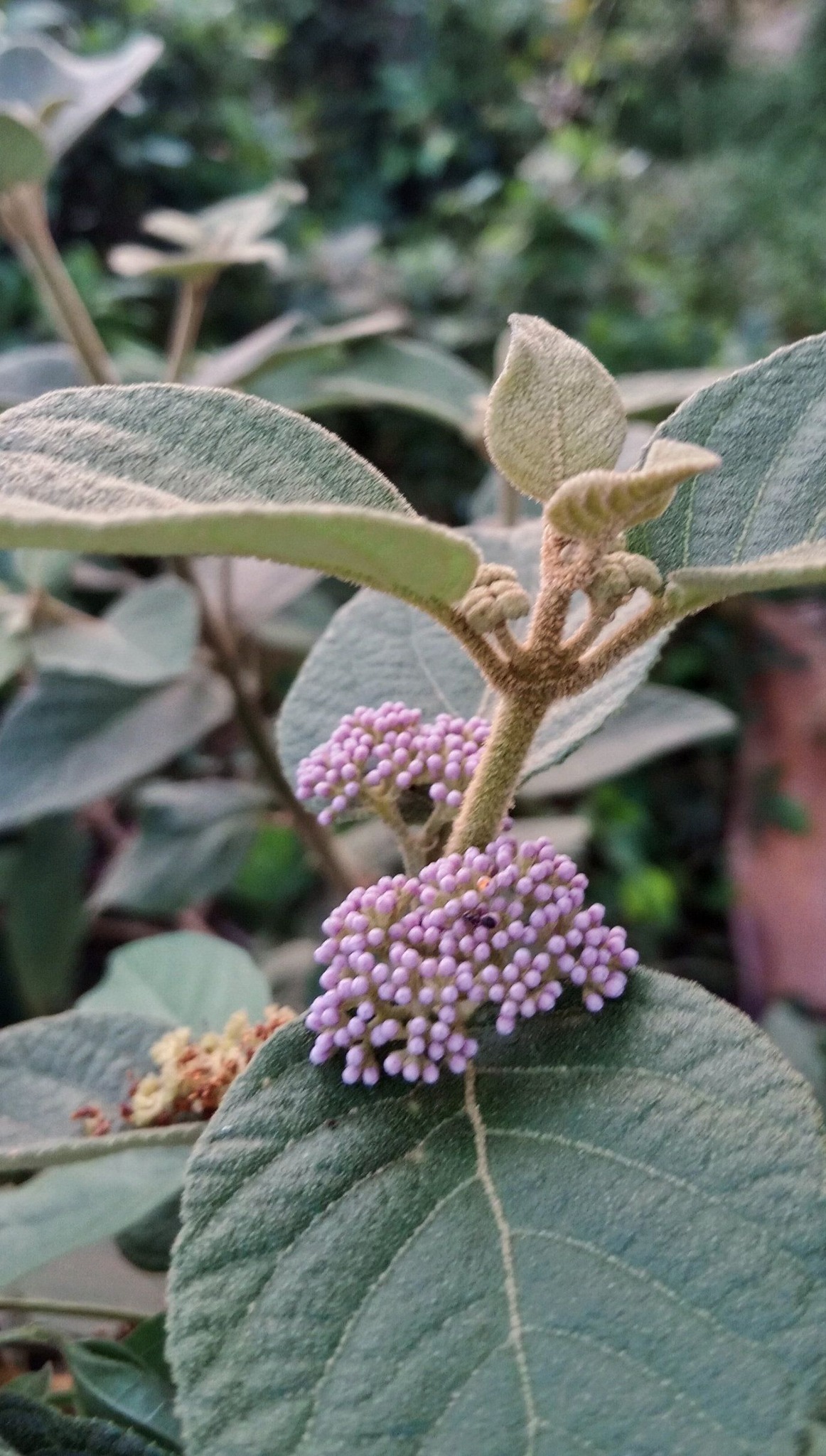 花の形が美しく、葉にはわずかに毛が生えています。この種類の花を
