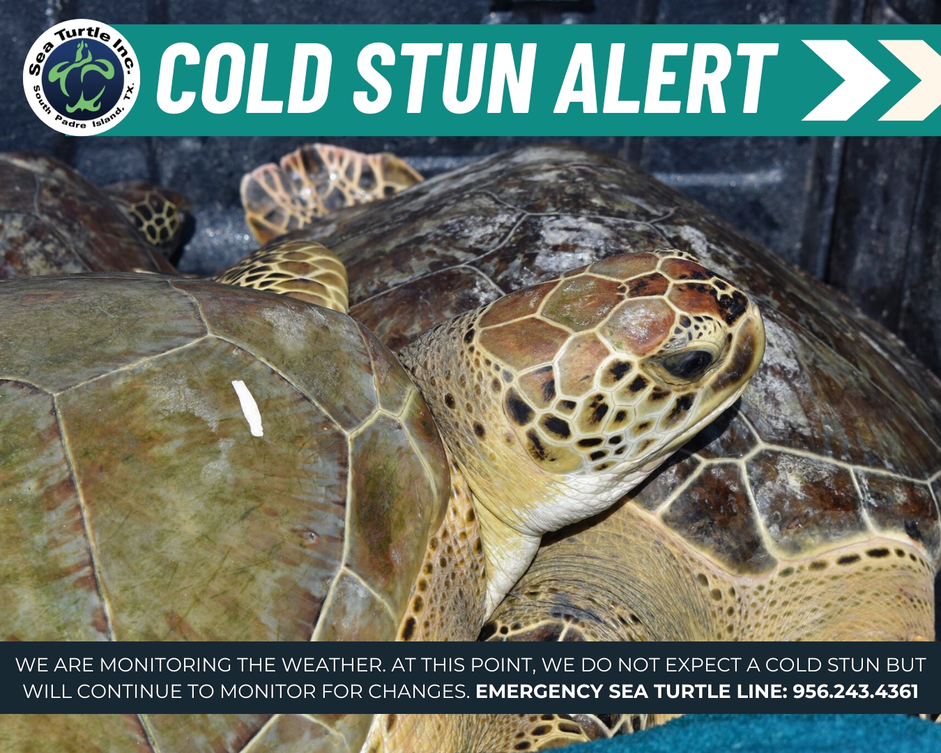 Sea Turtle, Inc - ⚠️Our Team is Monitoring Water...