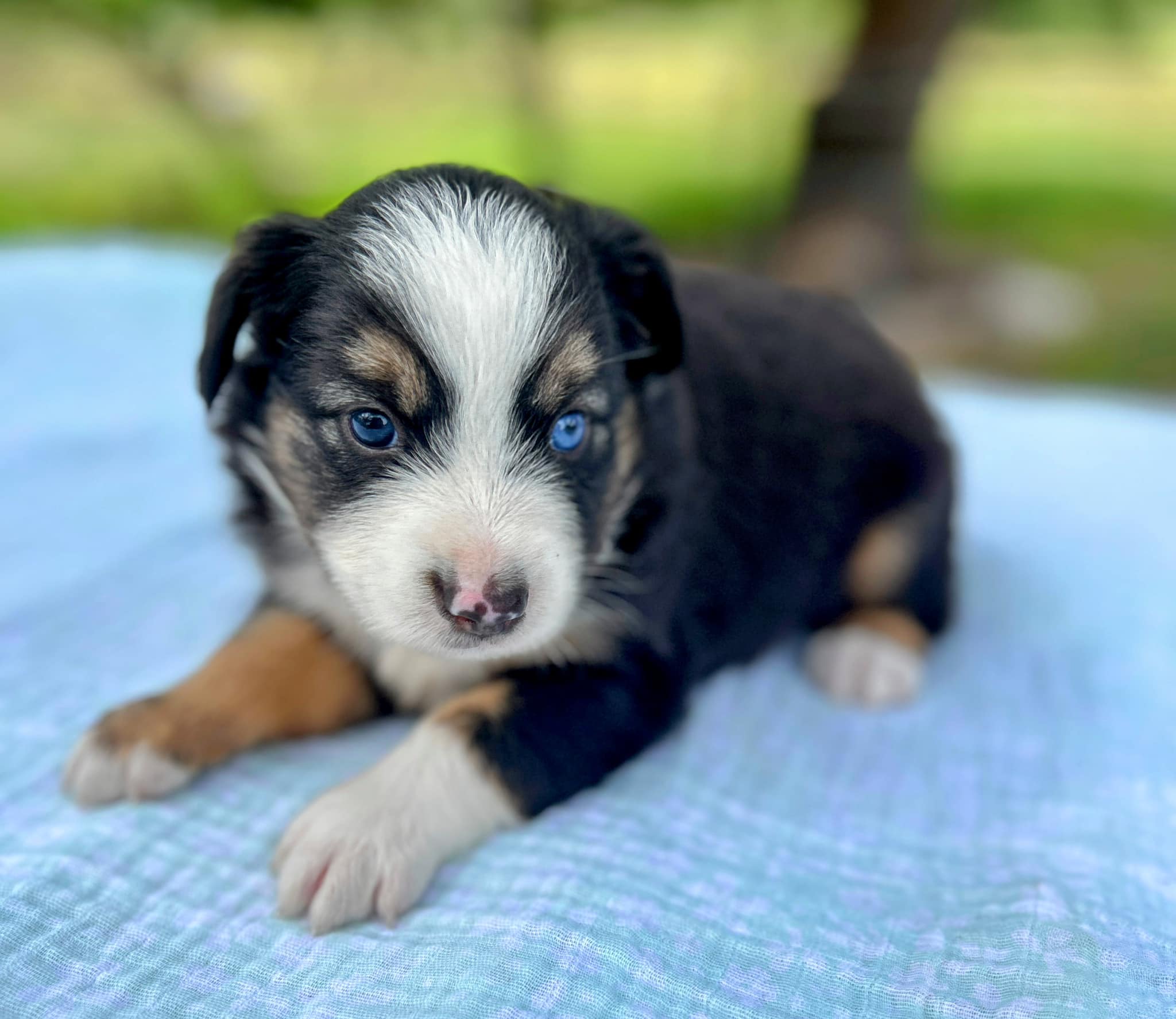 Oak Ridge Mini & Toy Aussies