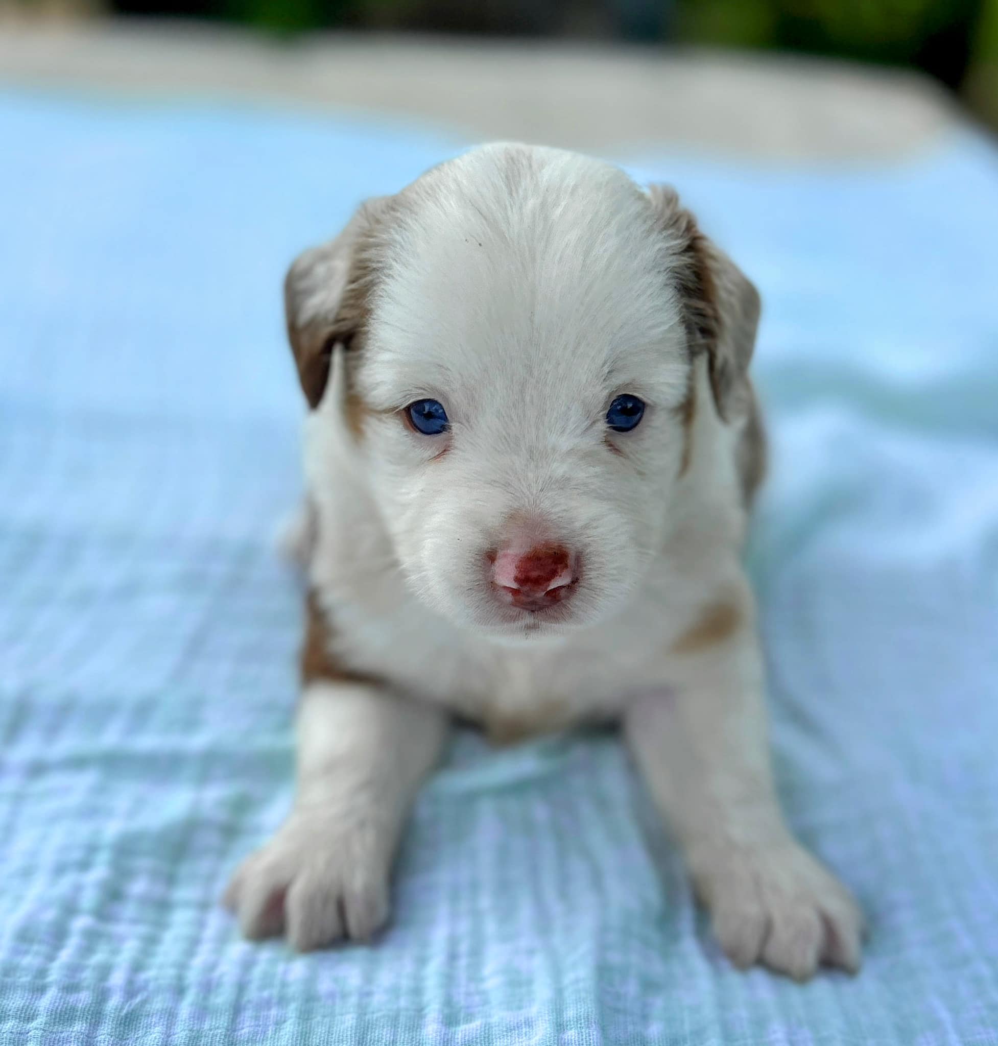 Oak Ridge Mini & Toy Aussies