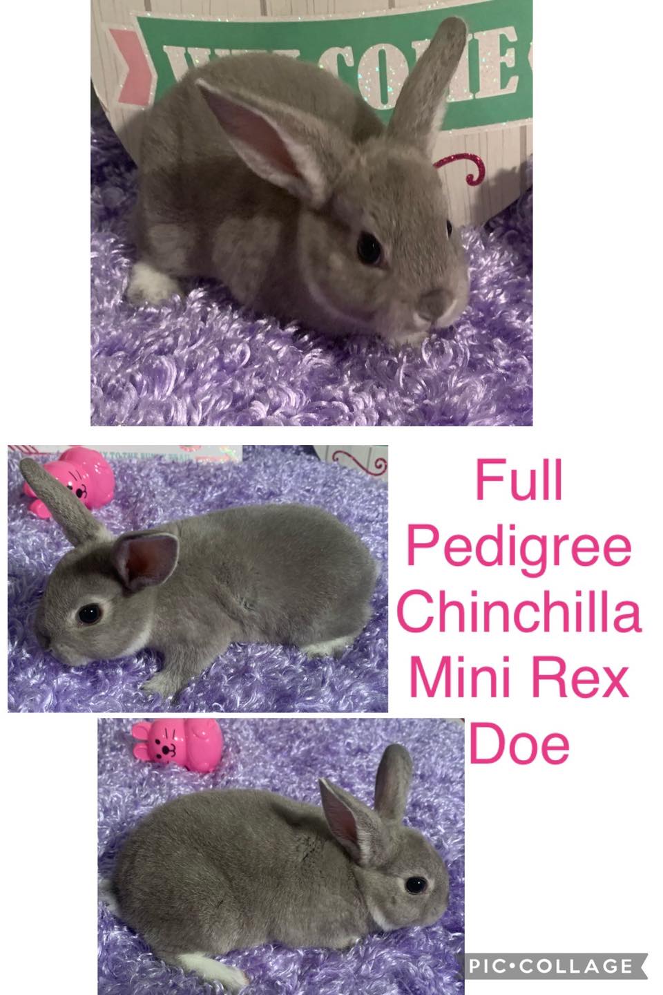 Dixie Belle Rabbitry | Vancleave MS