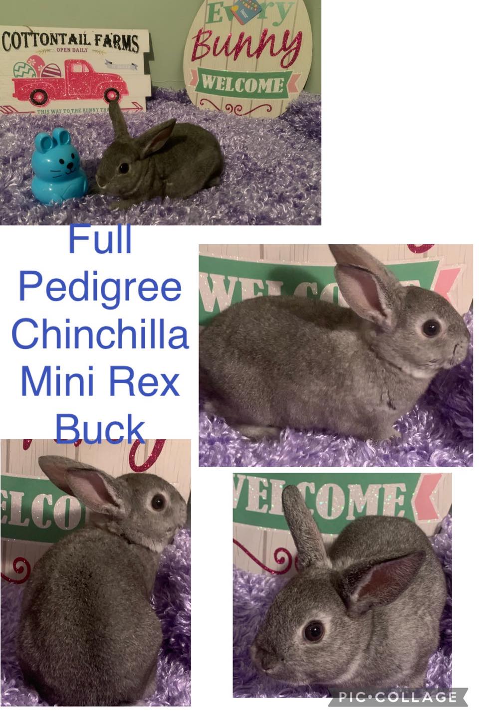 Dixie Belle Rabbitry | Vancleave MS