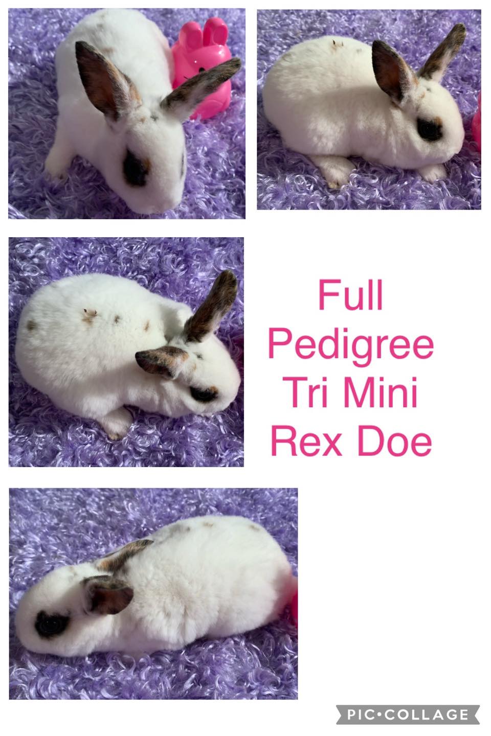 Dixie Belle Rabbitry | Vancleave MS