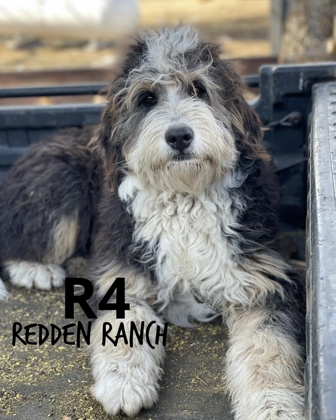 🐾🐶 Coming Soon! 🐶🐾 Exciting... - Redden Ranch - Rocking R4 | Facebook