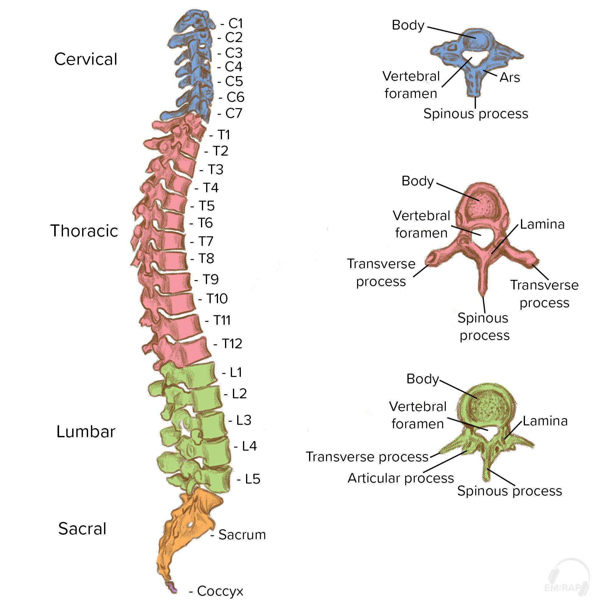 EM:RAP - When discussing C-T-L spine injuries with patients, having ...