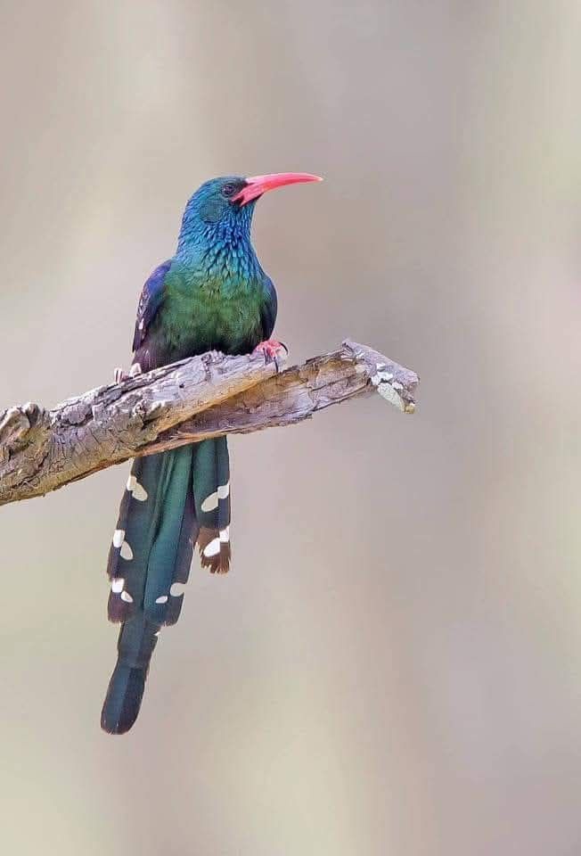 Green wood hoopoe formerly red-billed wood hoopoe Leaping for the