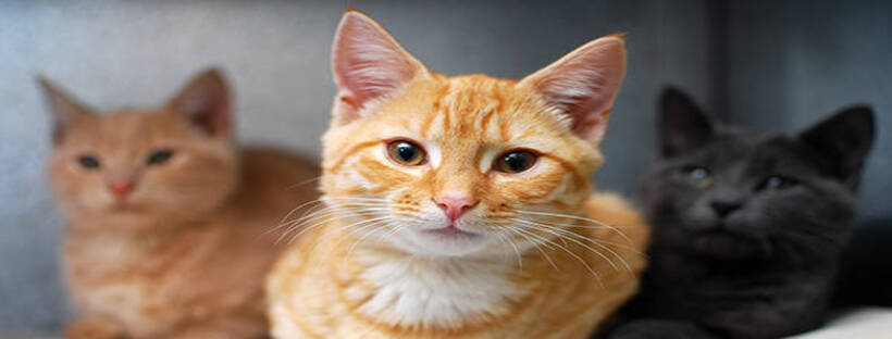 Help cats in the USA | New York NY