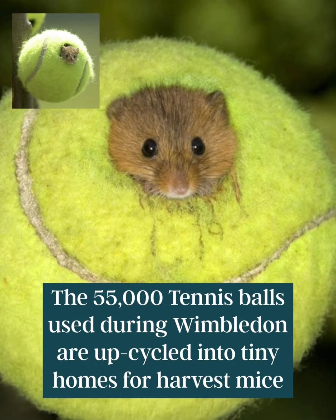 How Many Tennis Balls Used in Wimbledon: Surprising Stats