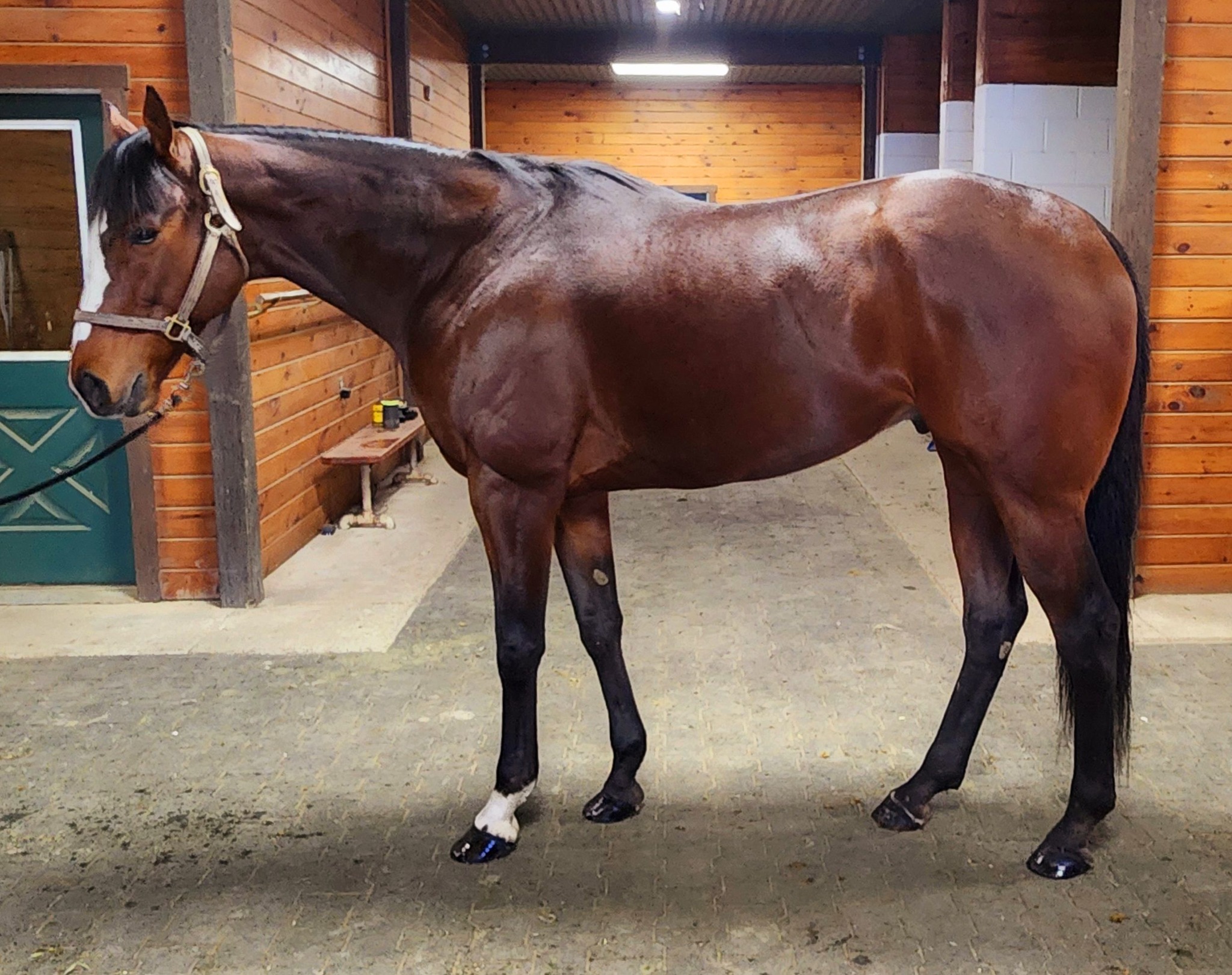 Life Changer is here to... - ReRun Thoroughbred Adoption