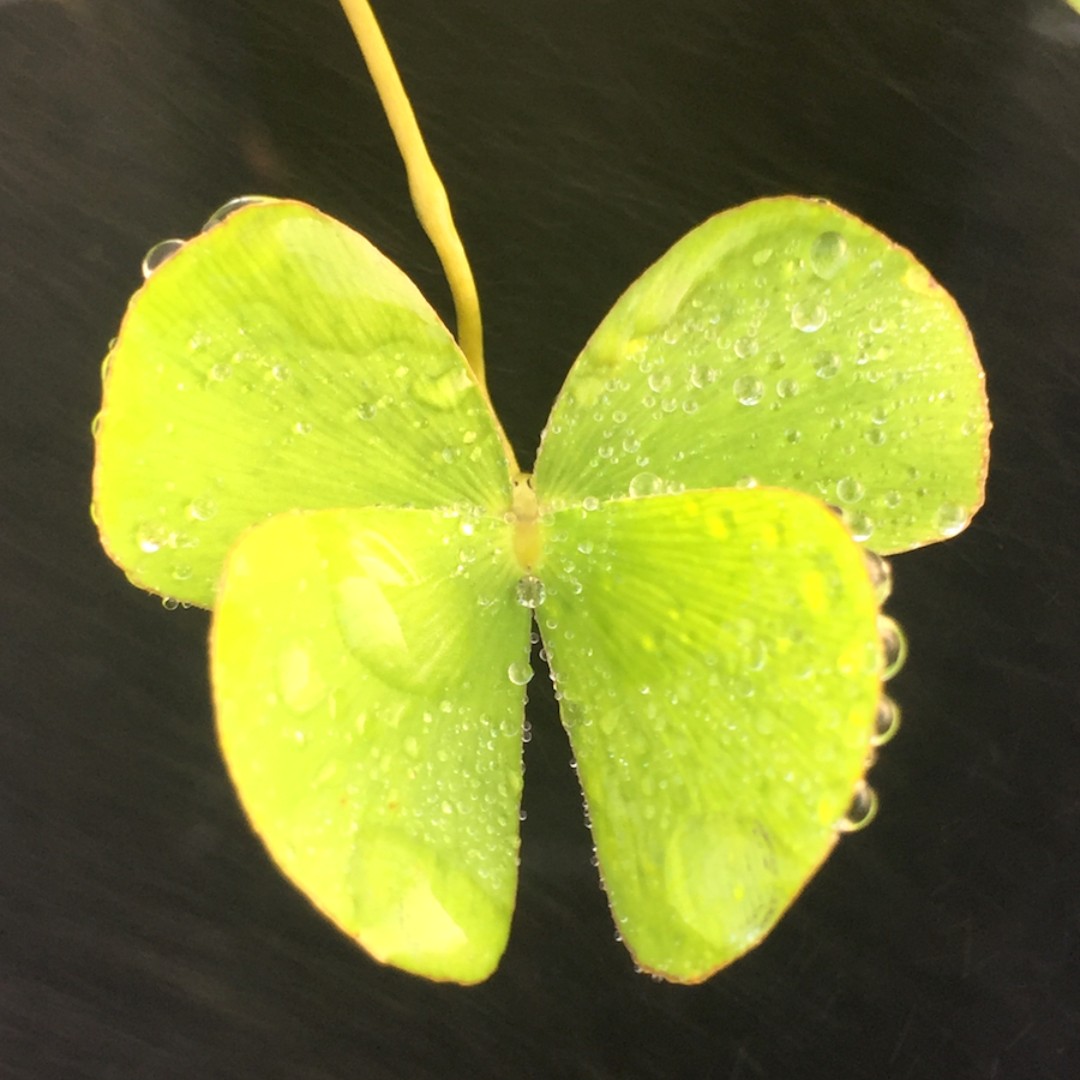 Kukuiolono - Happy St. Patrick's Day! 🌈 Did you know that Hawaiʻi has ...