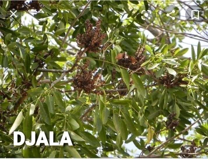 cet-arbre-s-appelle-en-bambara-latourou-ni-jiri-blomba