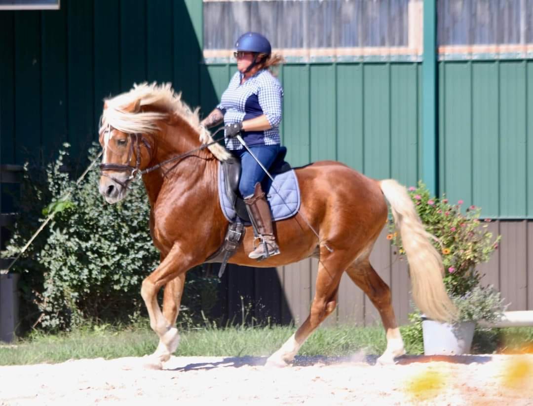 Remy's sire, the talented seventeen-year-old German imported