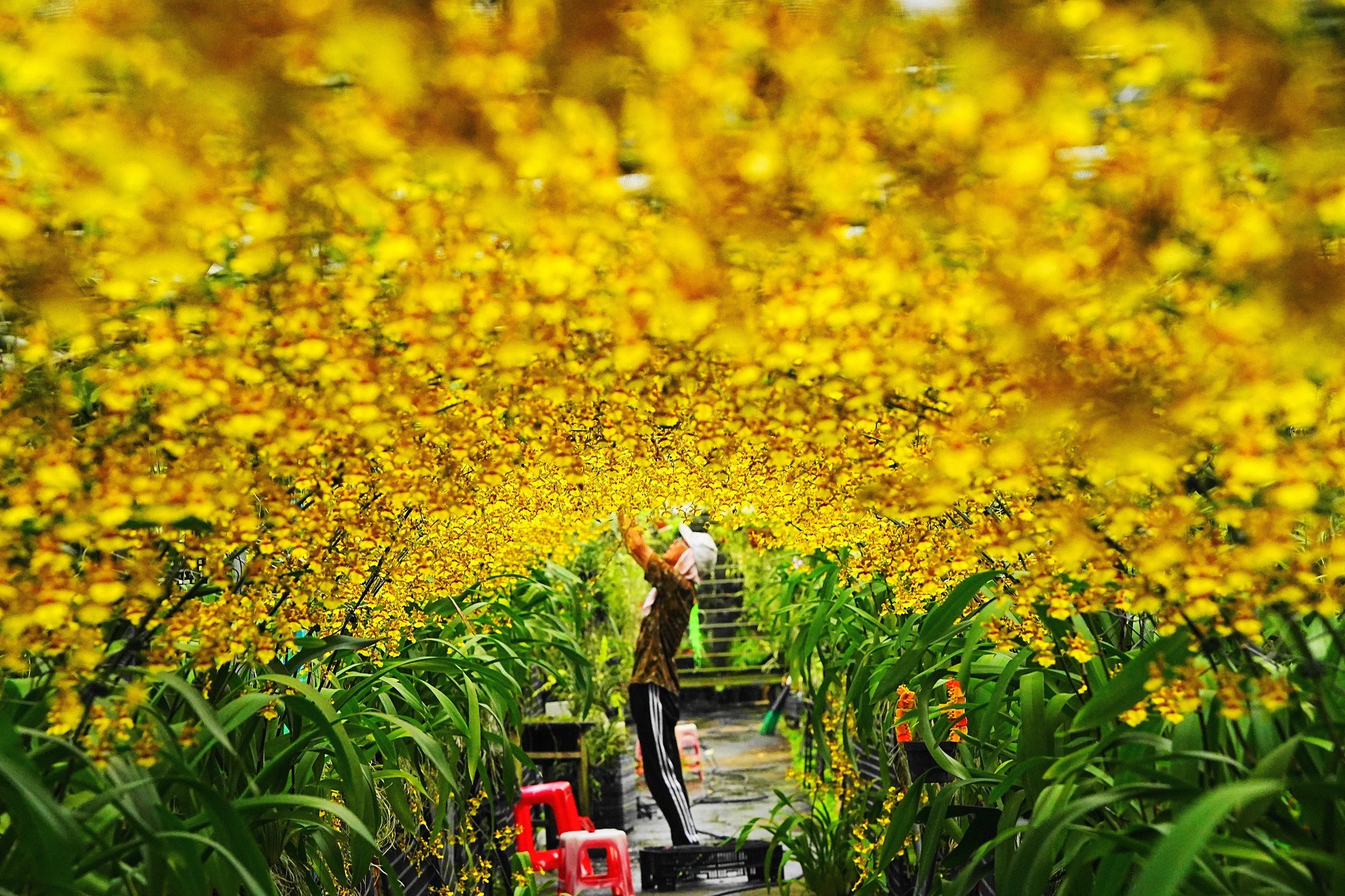 金雙甡花卉農場(@twinsflorafarm) - Mentions | Facebook
