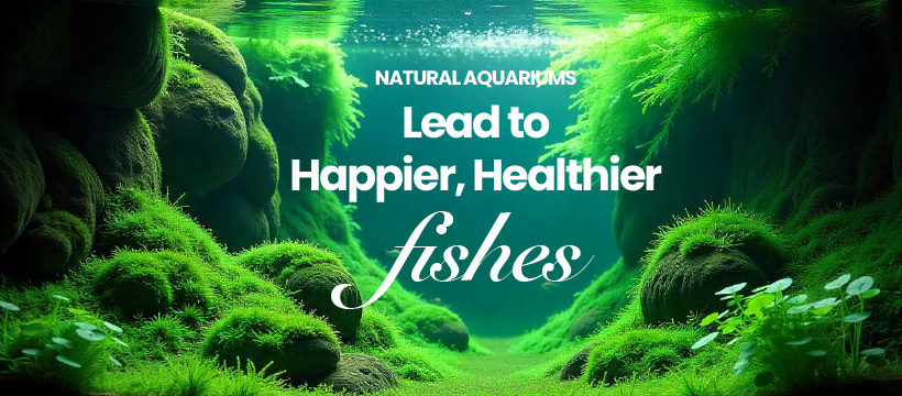 FHAquatics By Haroon | Lahore