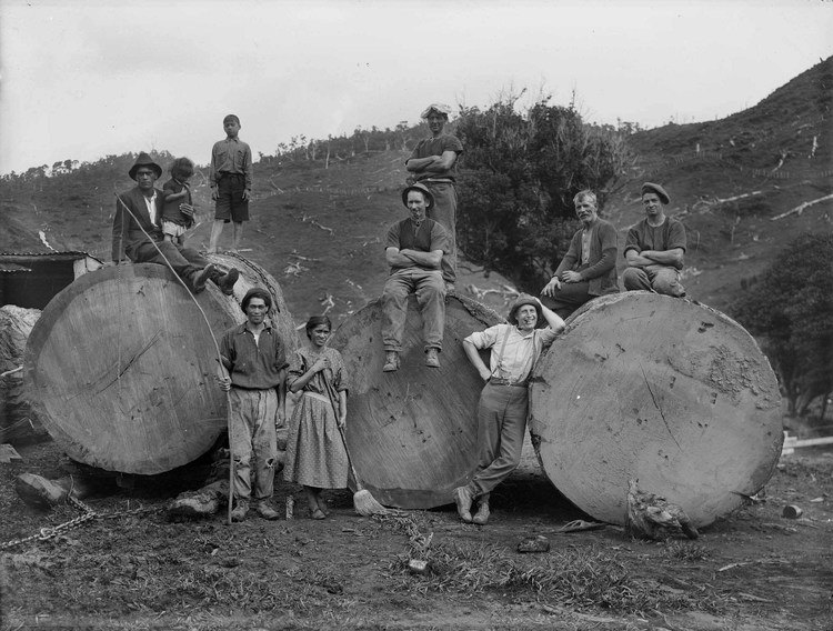 Bushlife - Kauri logging gang. Its sad to see these magnificent trees ...