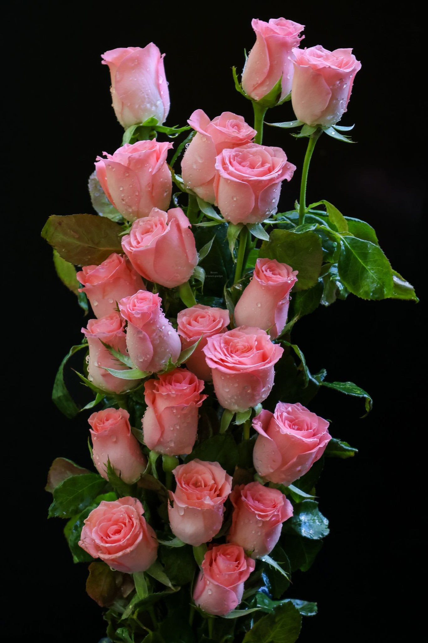 Roses - Have a nice day. | Facebook