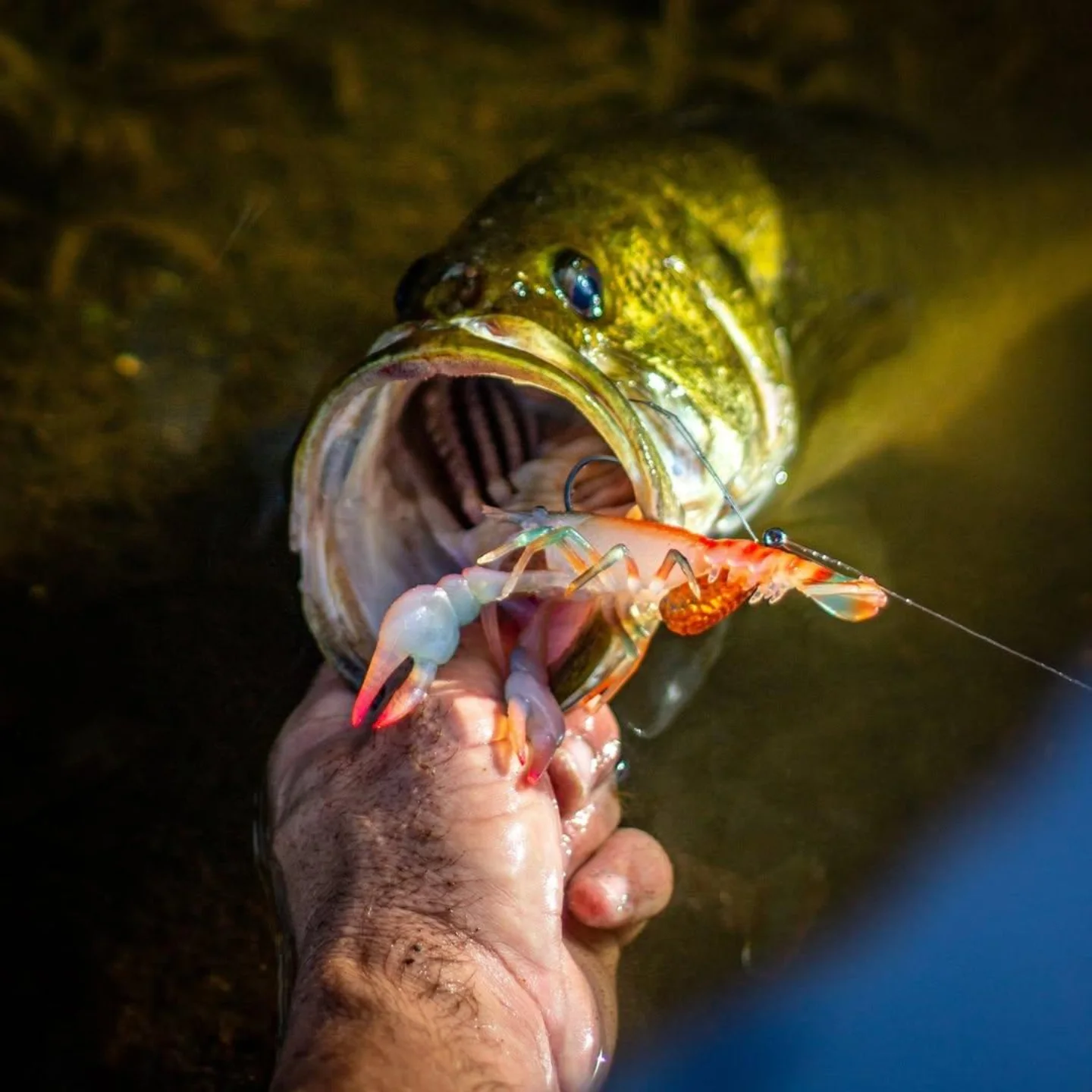chevy chase fishing lure Rigged Soft Chasebaits The Swinger 90 Rigged the presentation of this glide bait is irresistible to big fish Carl's Custom Trophy Chaser Tube-Gold