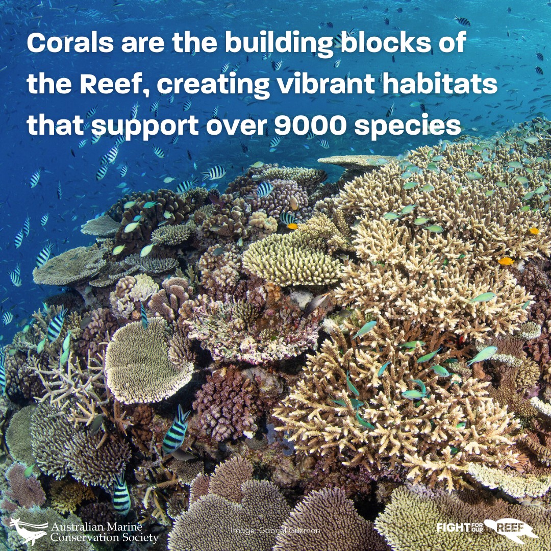 Did you know... - Australian Marine Conservation Society | Facebook