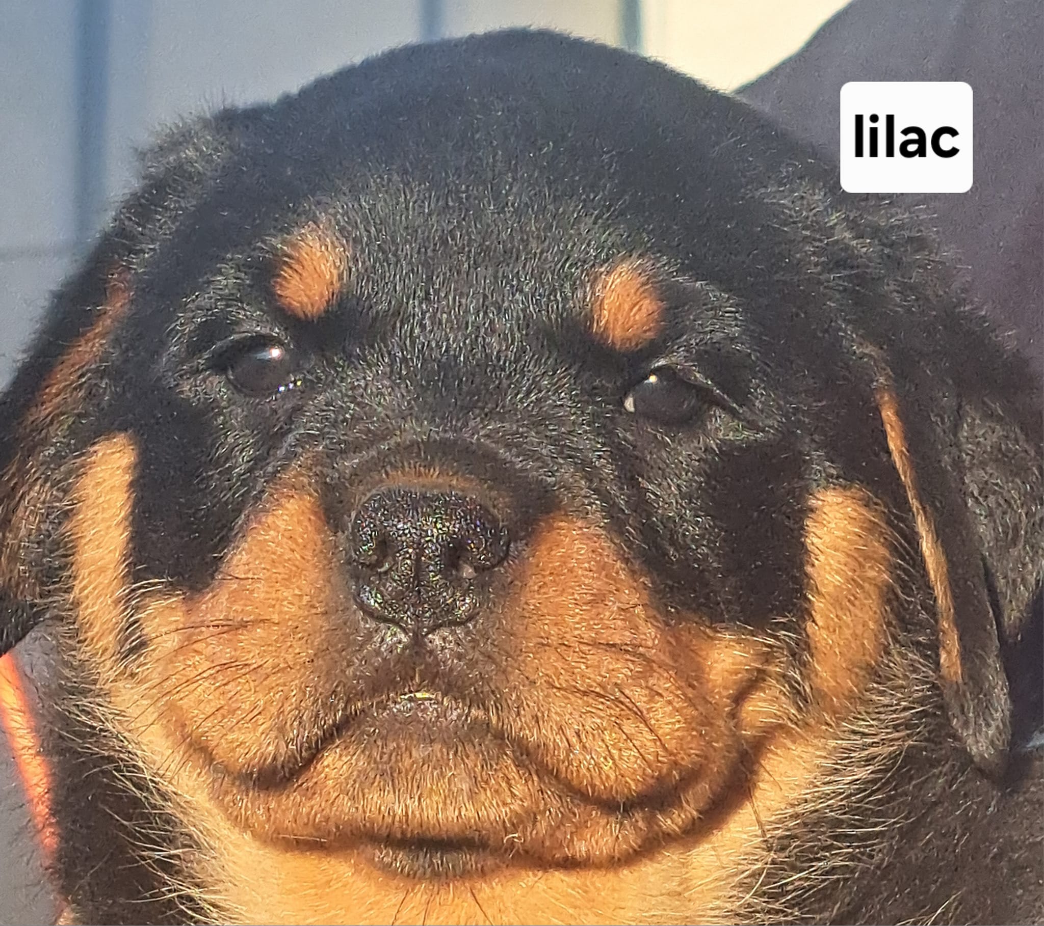 Here are the latest kids. Sire: Ch... - Moya Rottweilers | Facebook