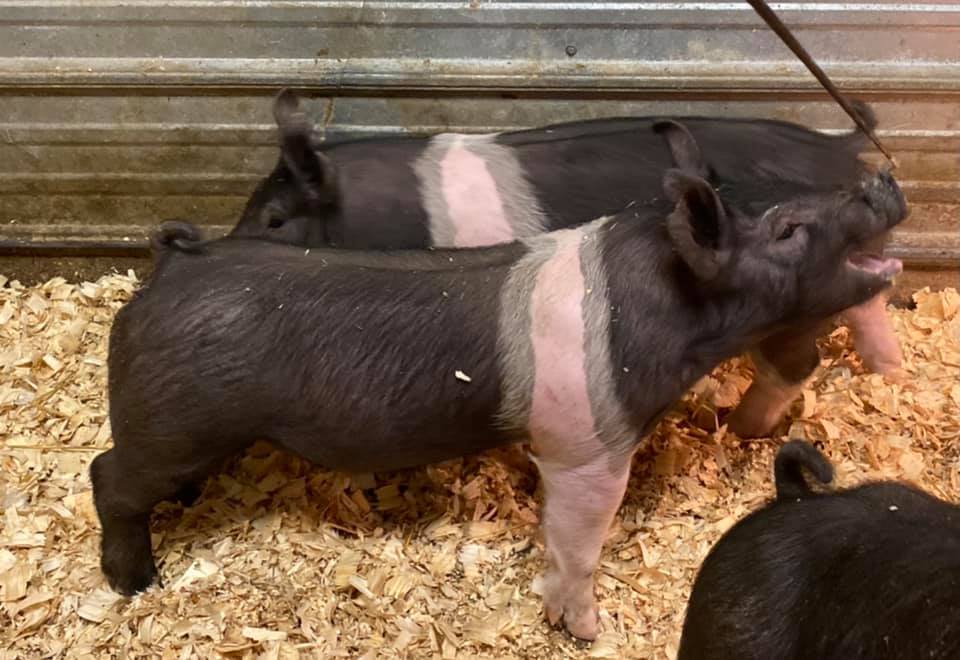 Took some pictures of the January pigs... - Bartley Show Pigs | Facebook